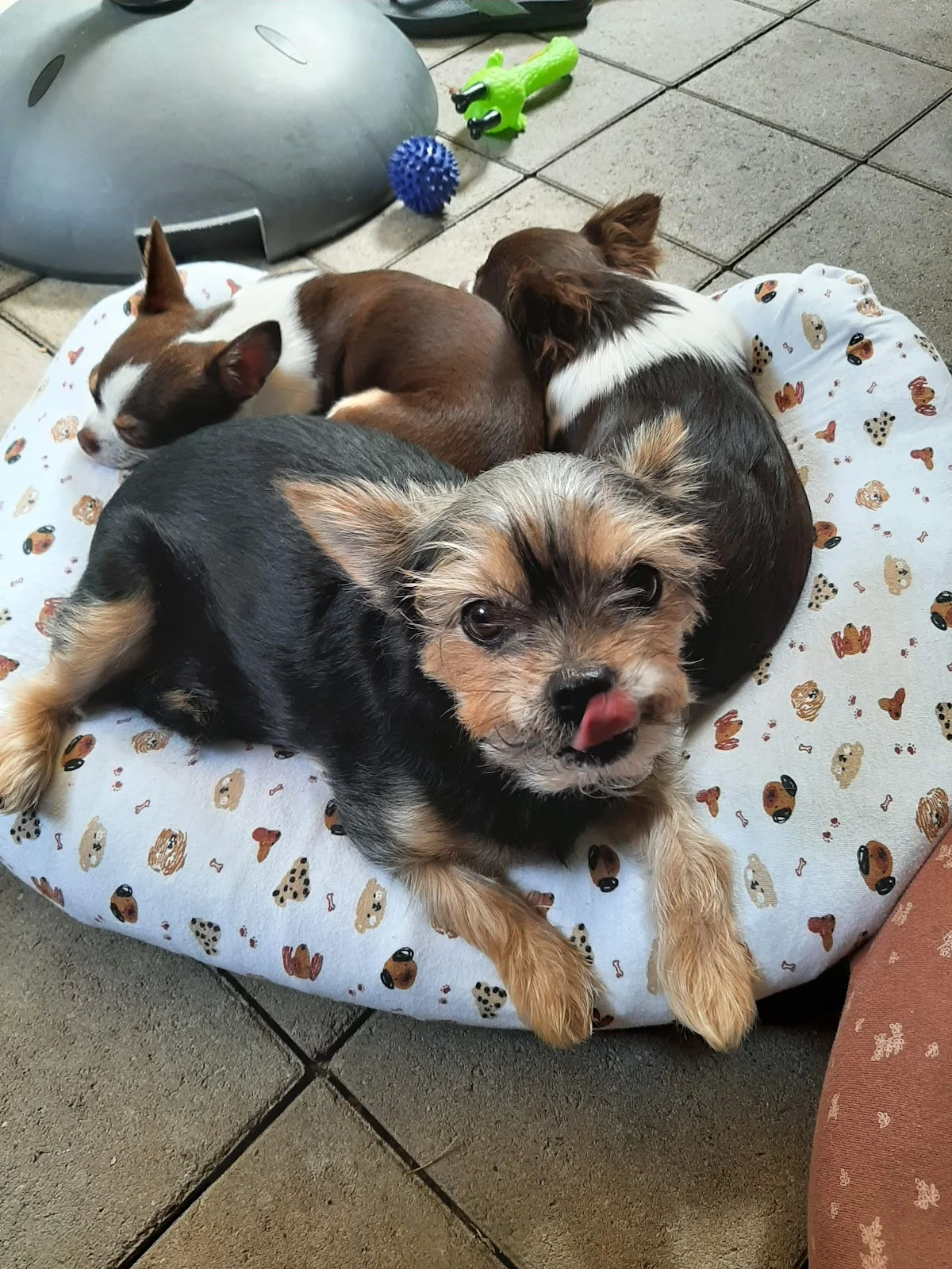 Trimsalon Dogs by Demi🐩 - 3