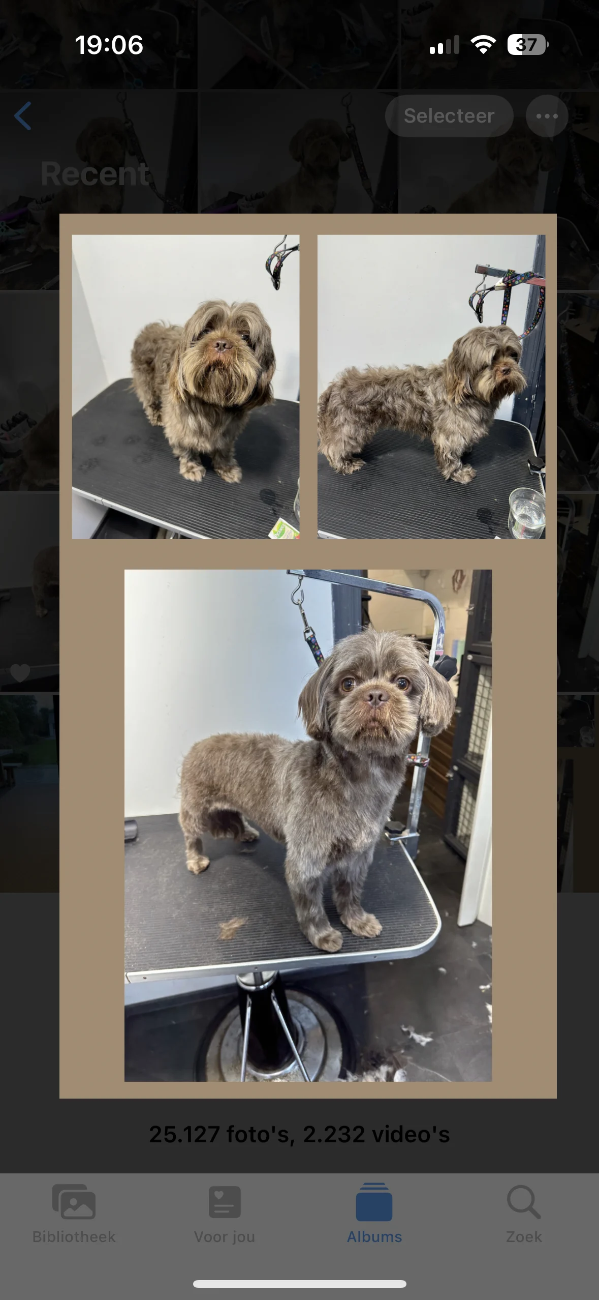 Trimsalon Dogs by Demi🐩 - 4