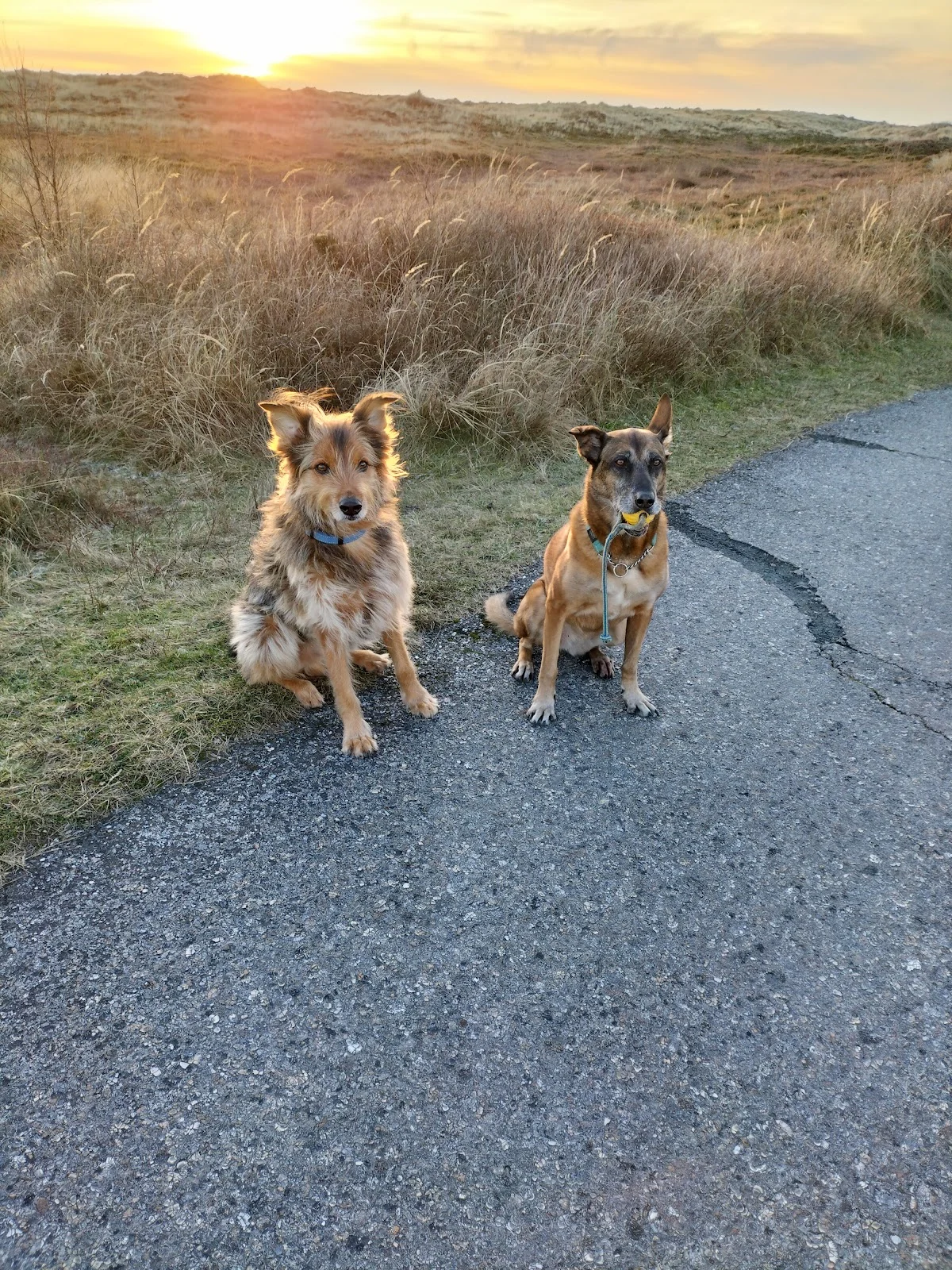 Trimsalon groot en klein