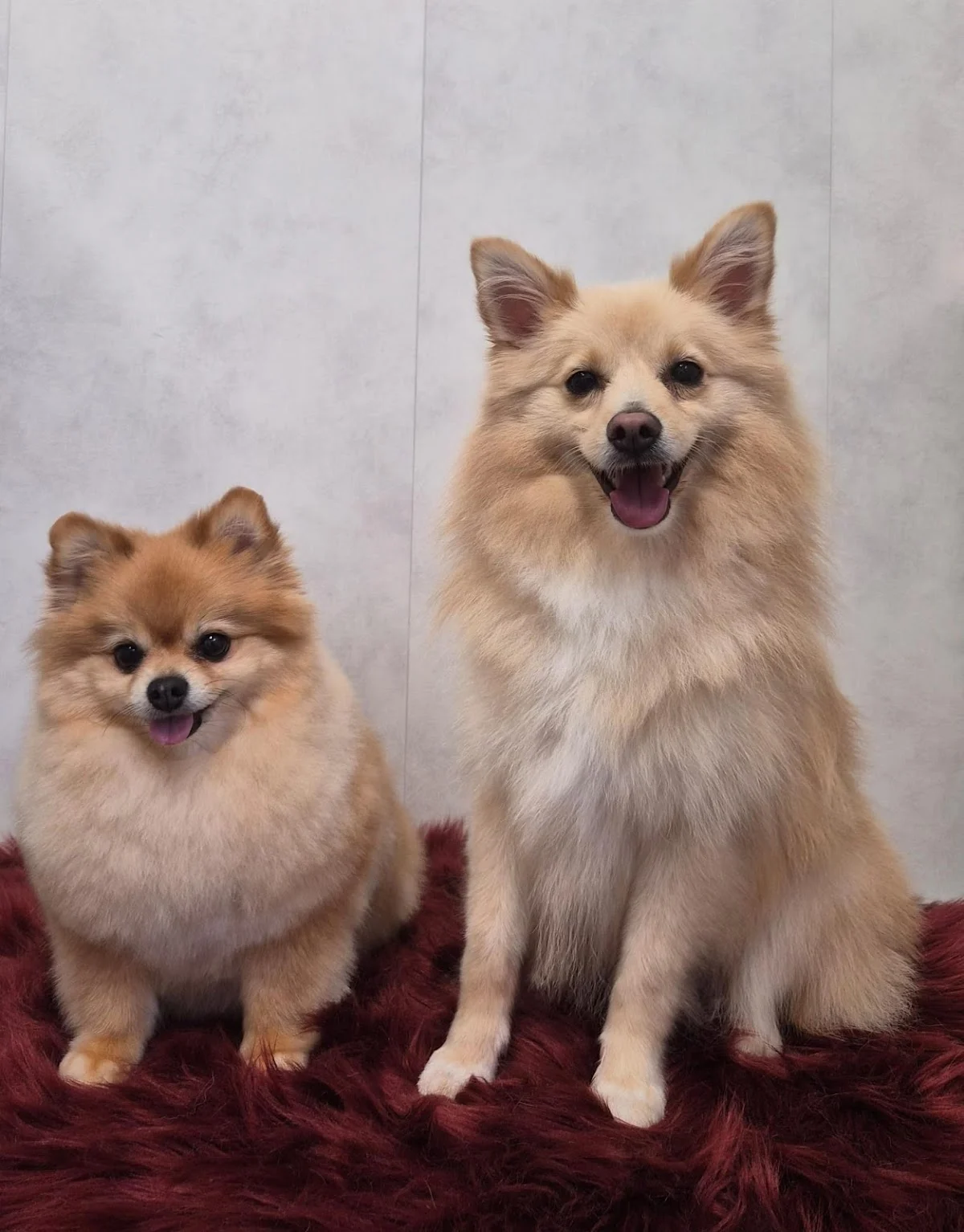 Trimsalon JCDogs