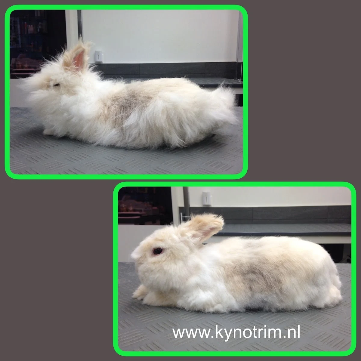 Trimsalon Kynotrim Nijmegen - 3