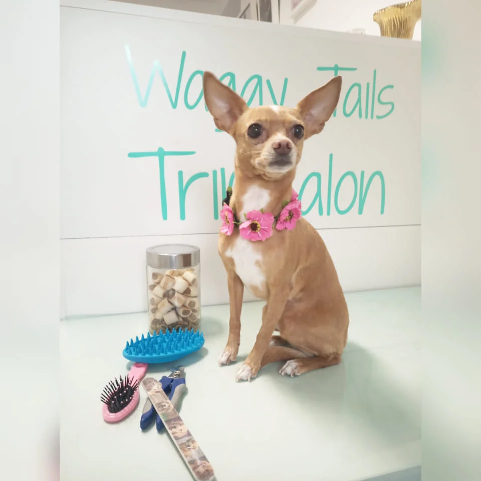 Trimsalon Waggy Tails