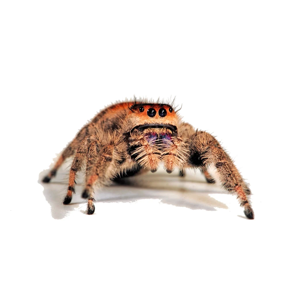Tropical Jumping Spiders - 2