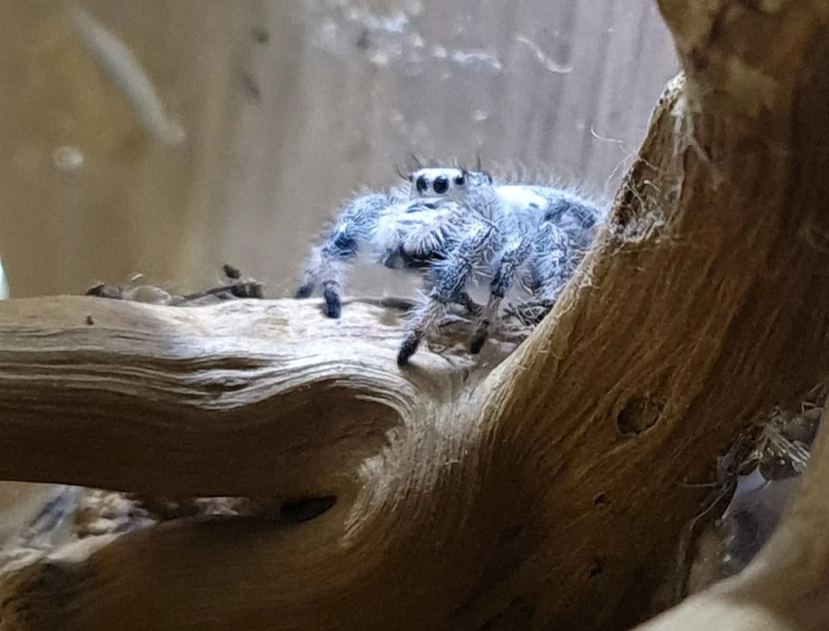 Tropical Jumping Spiders - 3