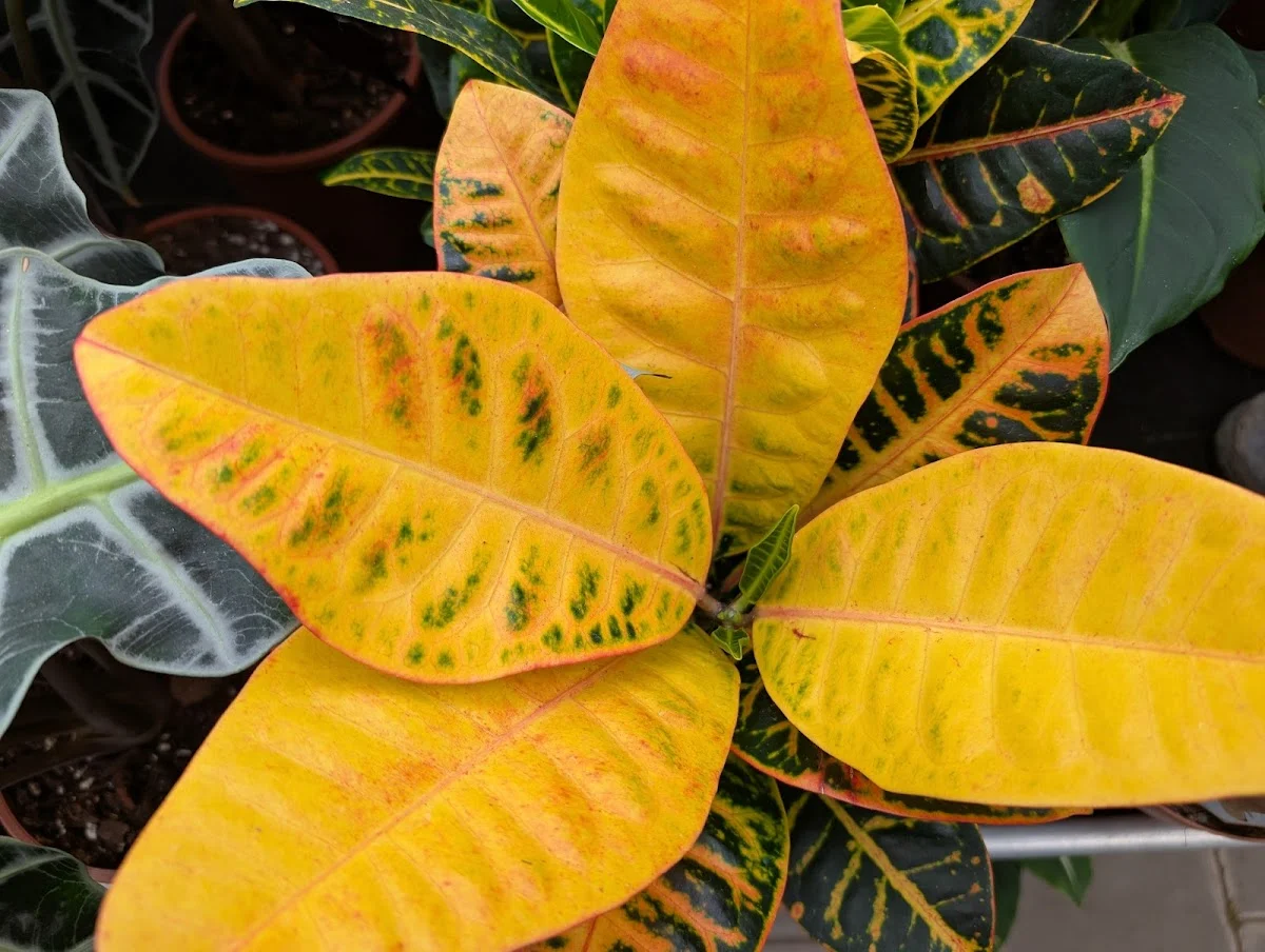 Tuincentrum 't Vaarderhoogt - 2