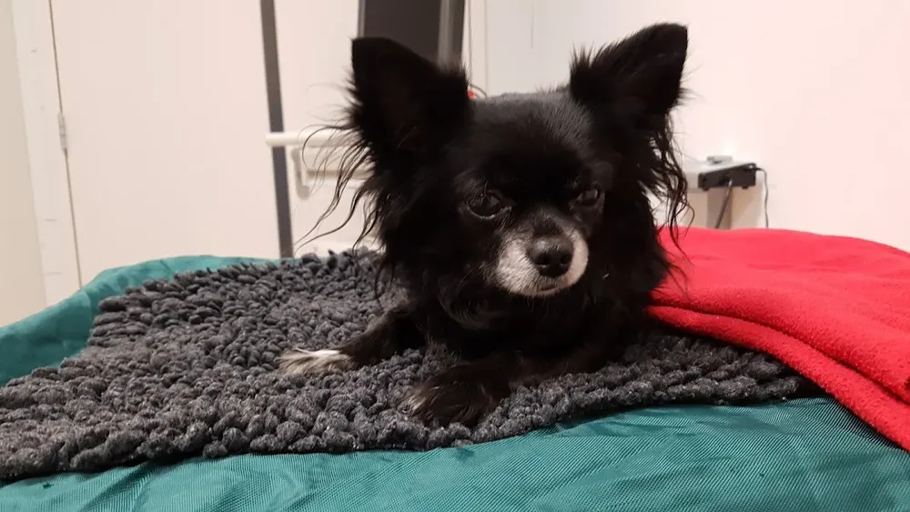 Vetcare dierenkliniek