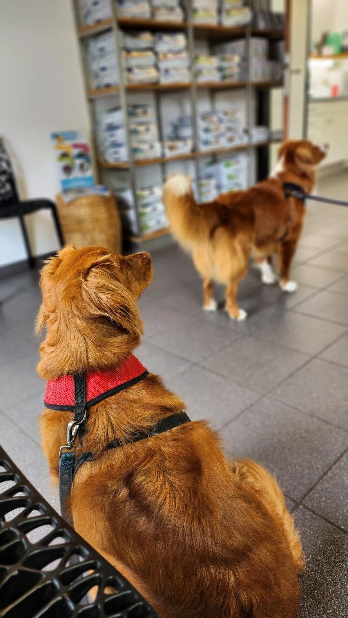 Veterinair Centrum Holland Noord - Bergen (voorheen: DierenTop)