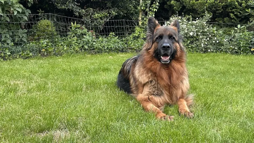 Veterinaire Specialisten🐾🩺 - 2