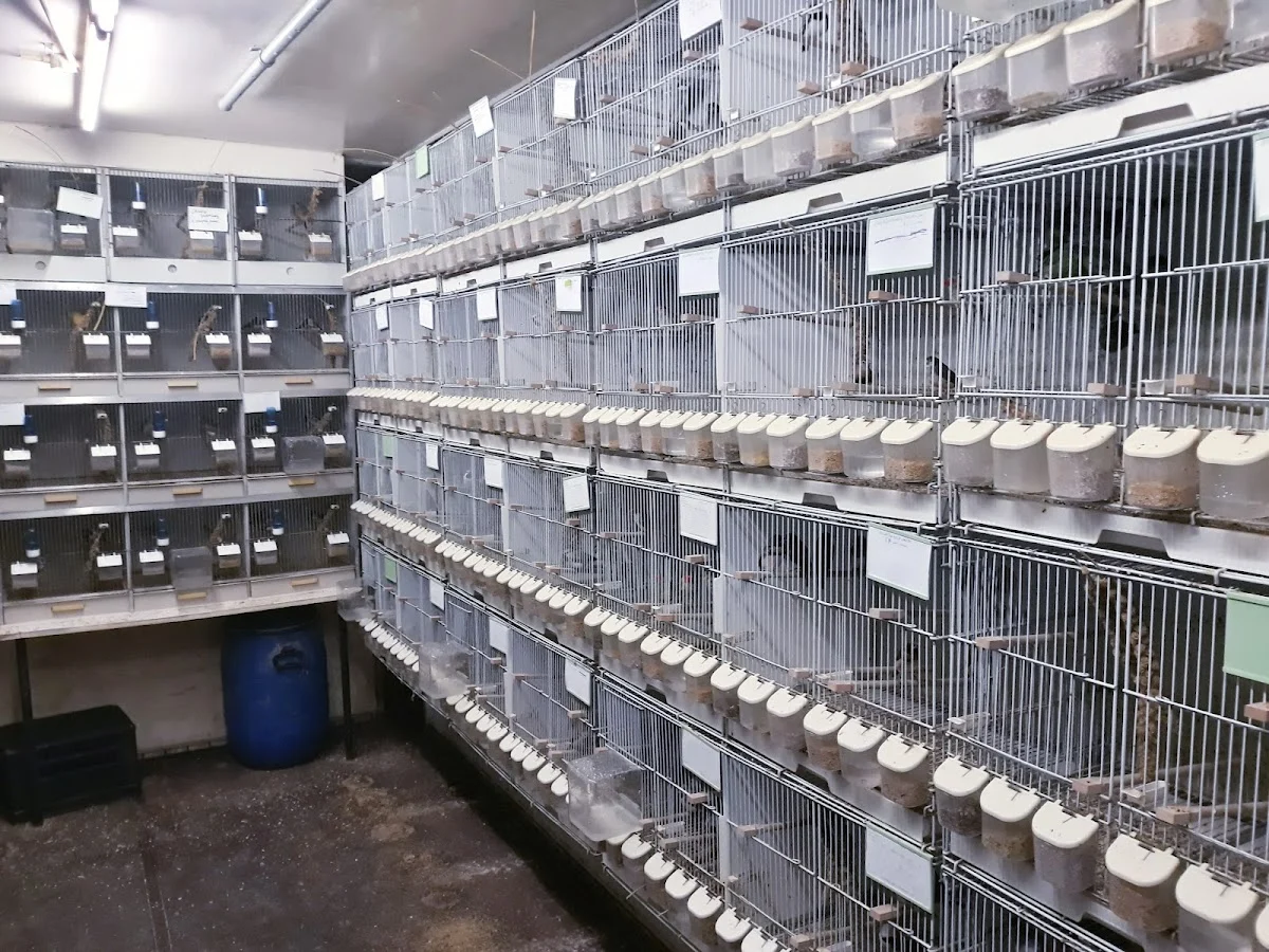Vogelhandel "Zuid" - 2