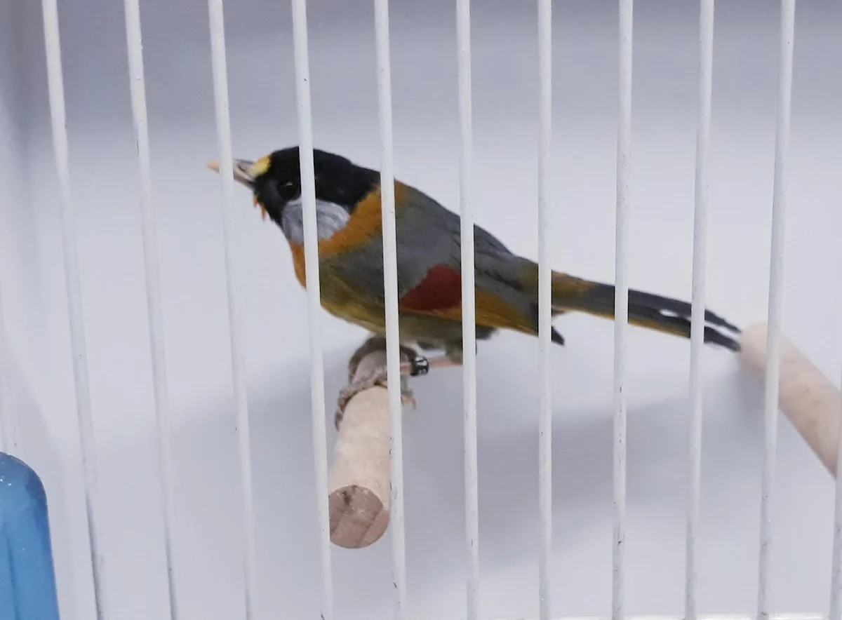 Vogelhandel "Zuid" - 3