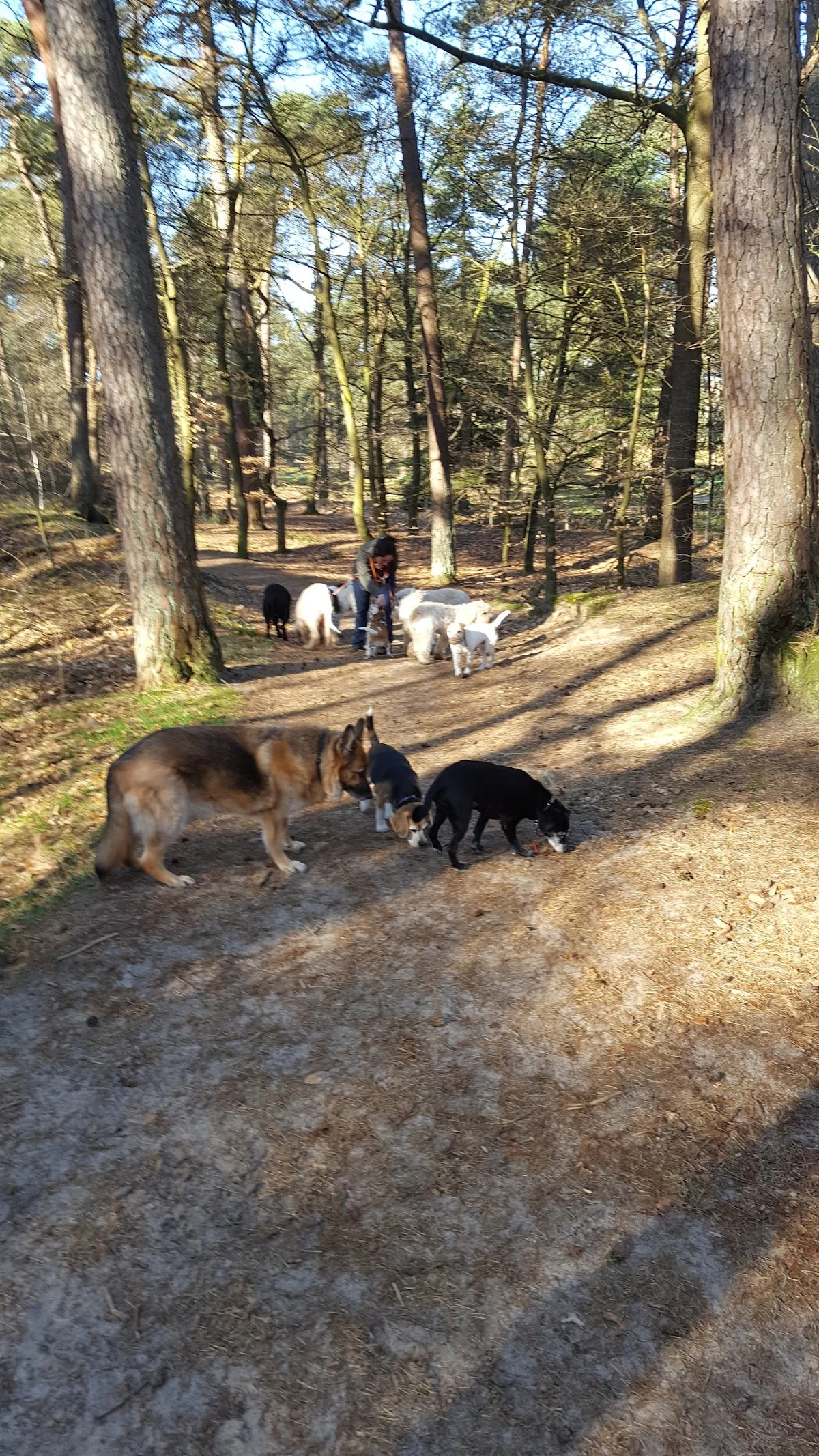 Walk a Dog - 2