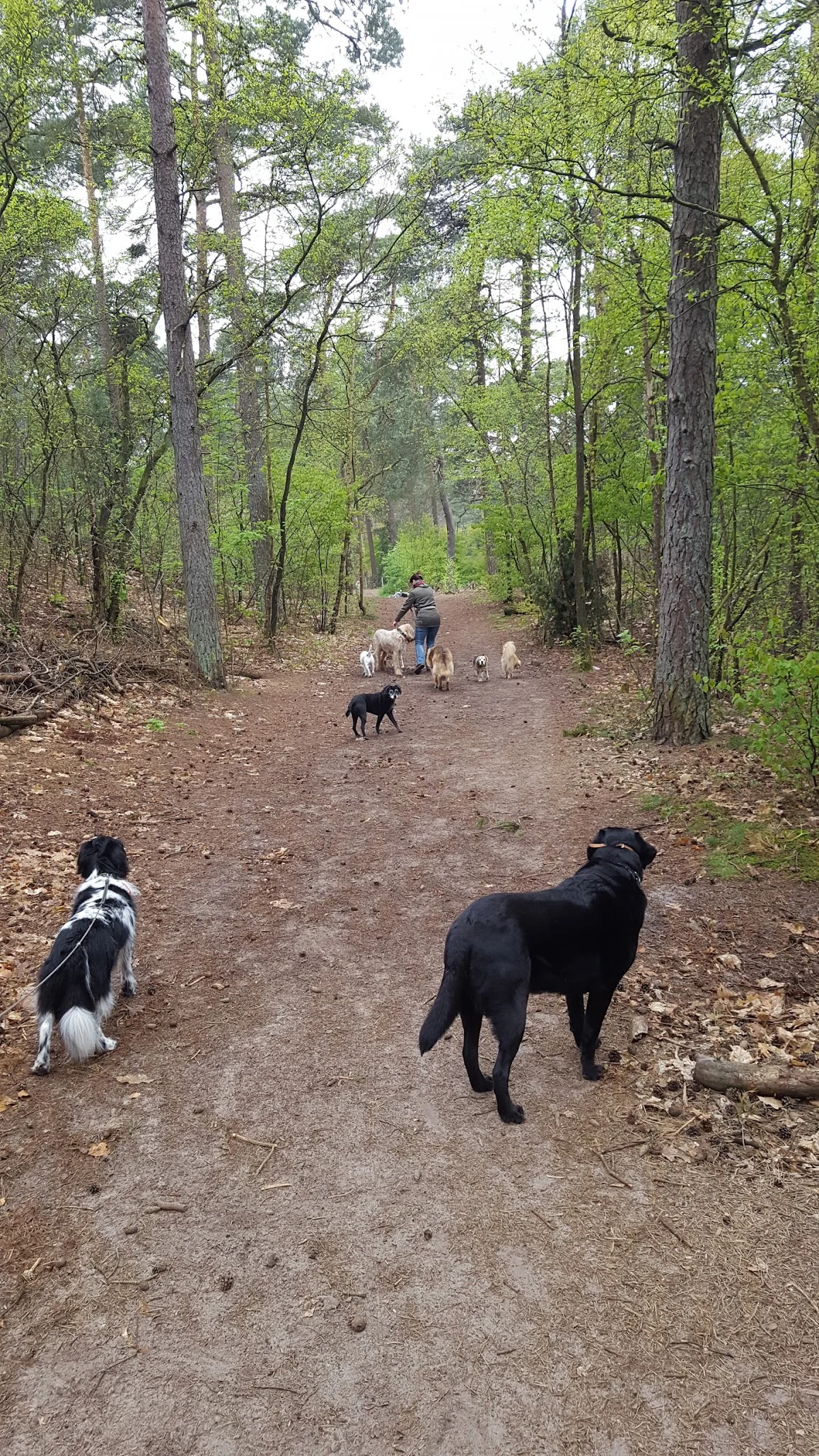 Walk a Dog - 3