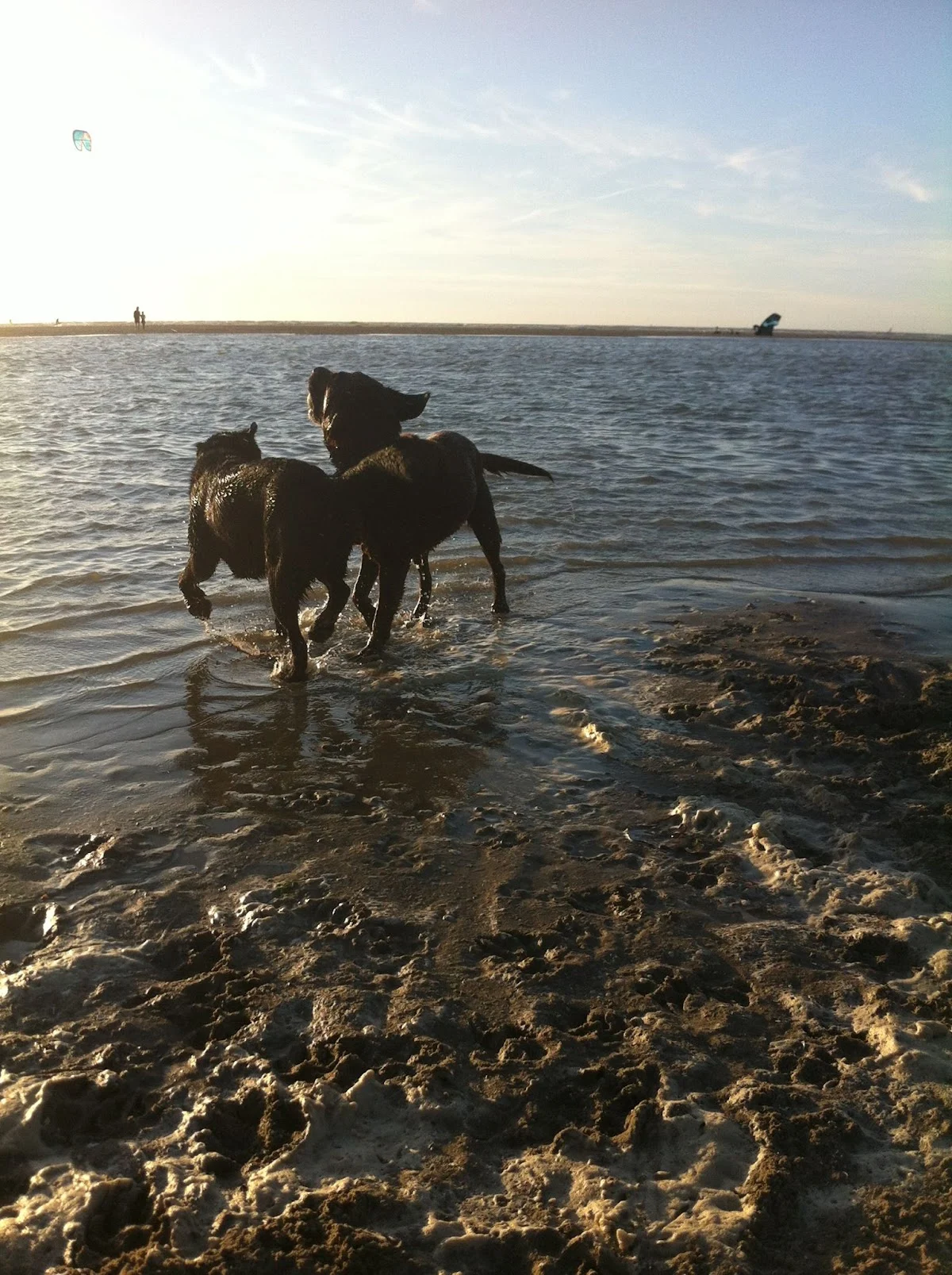 WalktheDogs