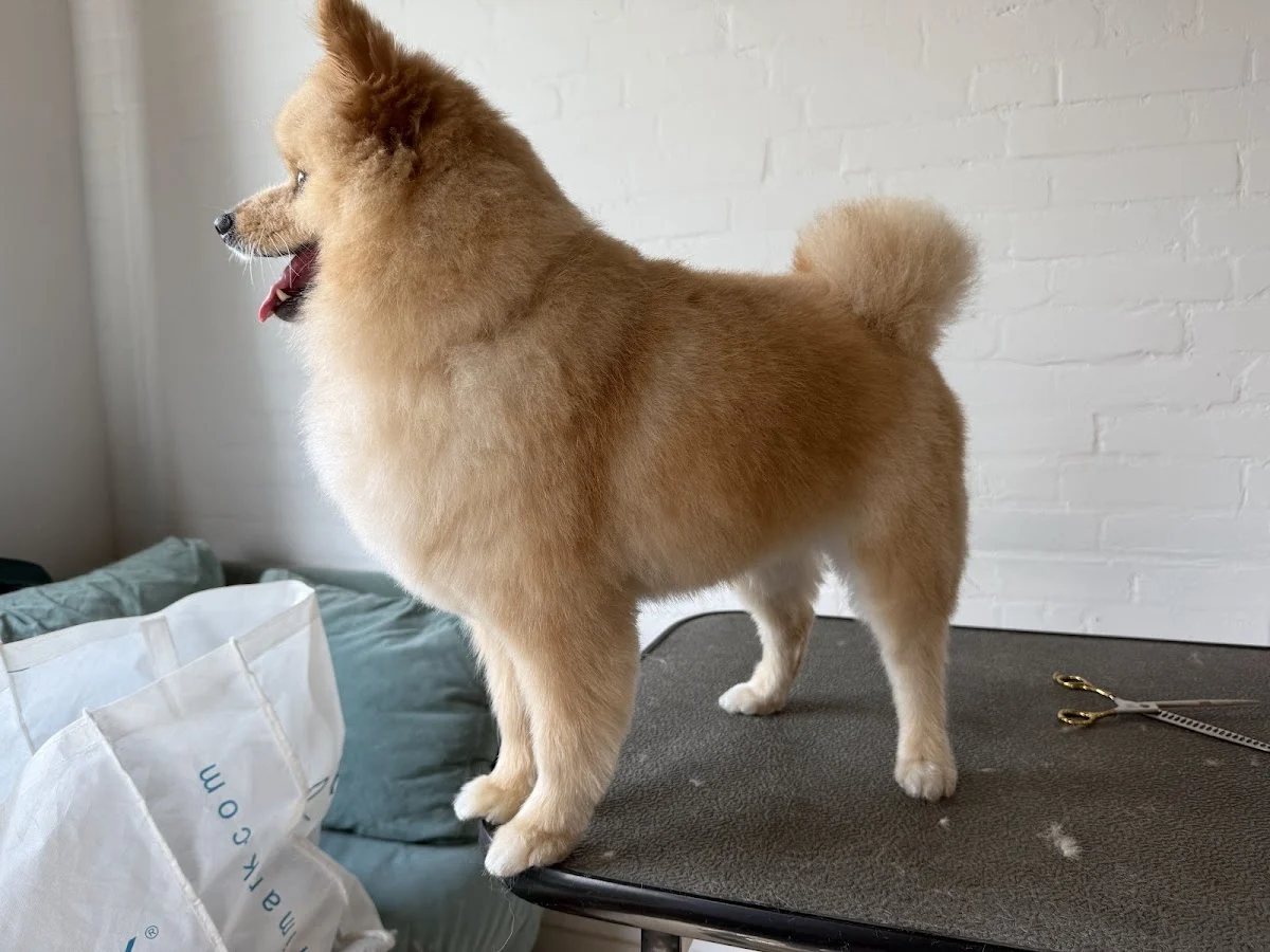 What the Pup! NL - Grooming/ Trimsalon/ Banho e Tosa🐩