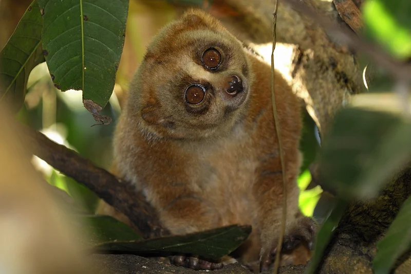 Wildlife Friends International (WFI) - 2