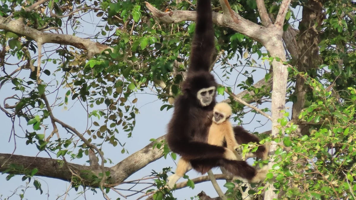 Wildlife Friends International (WFI)