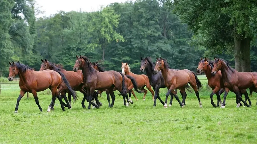Wim ten Pas paardenopfokbedrijf
