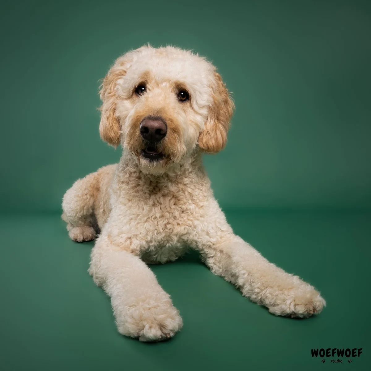 WOEFWOEF - 2