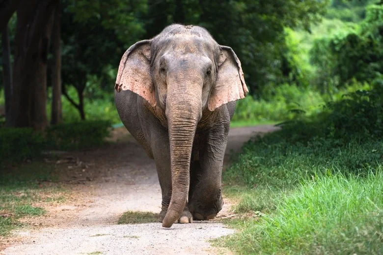 World Animal Protection