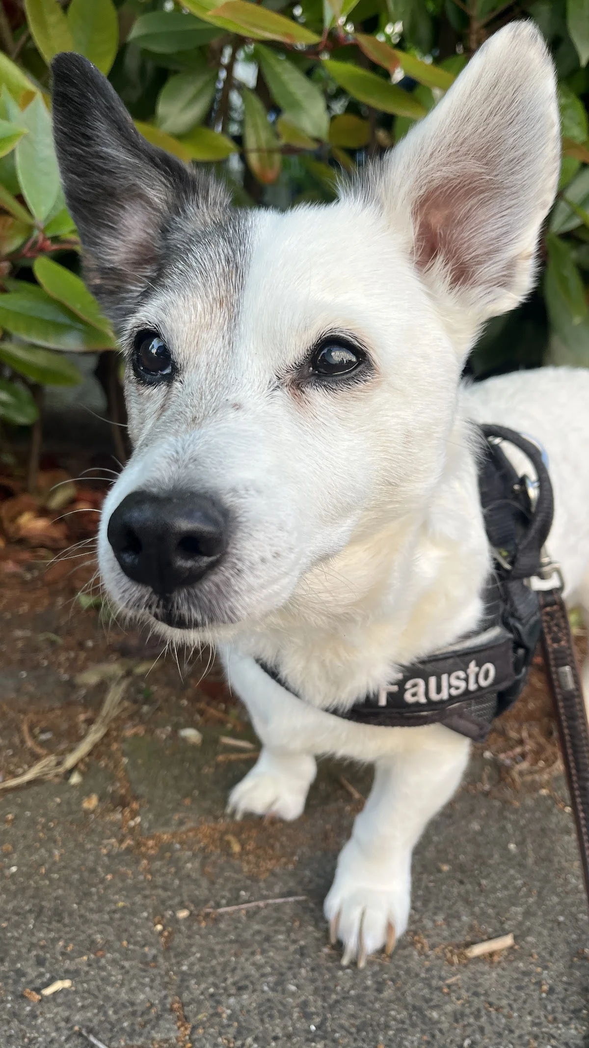 Your PawPal - 2