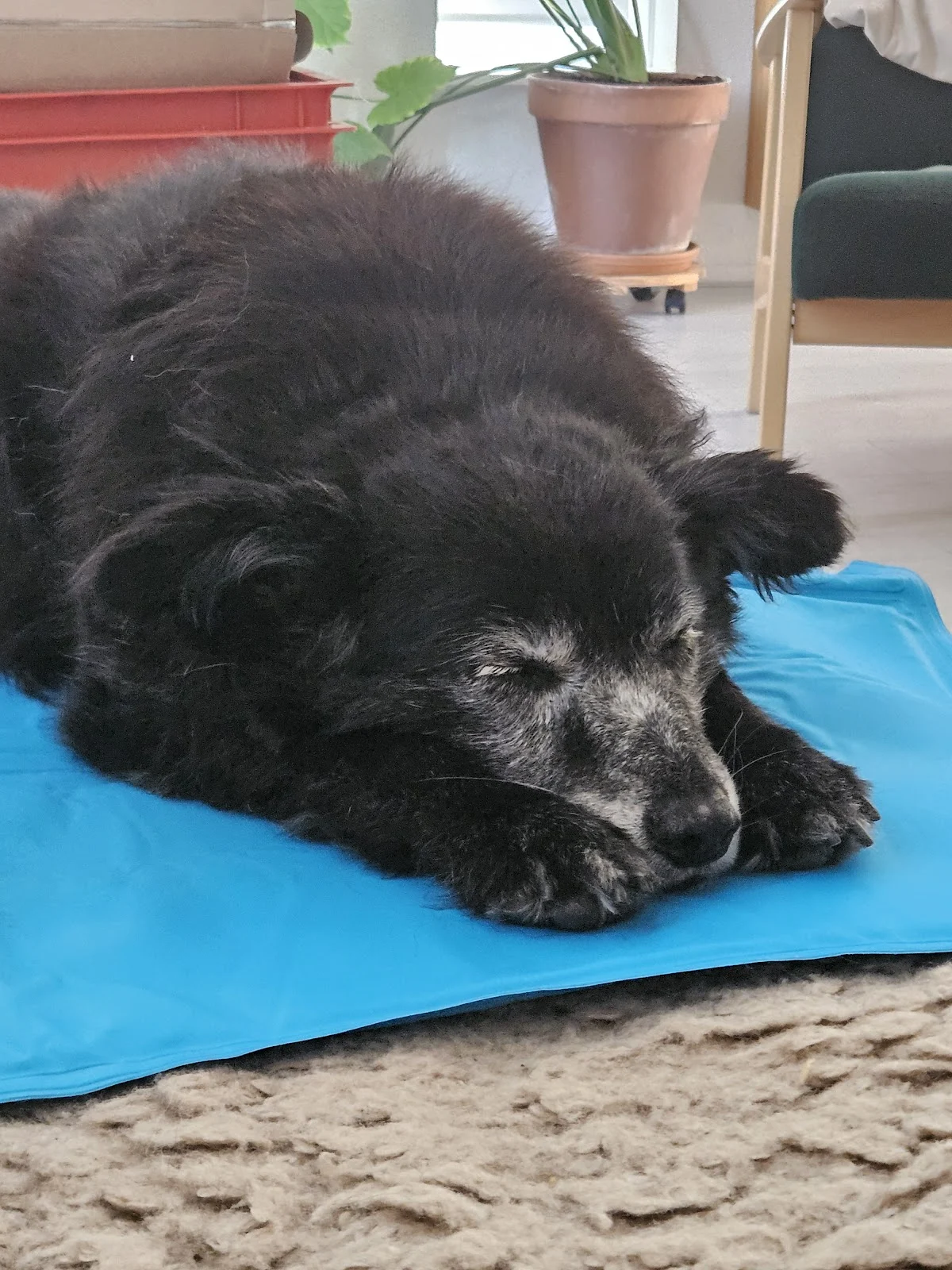 Zoë's Huis & dierenoppas | Hengelo, Enschede, Borne e.o.